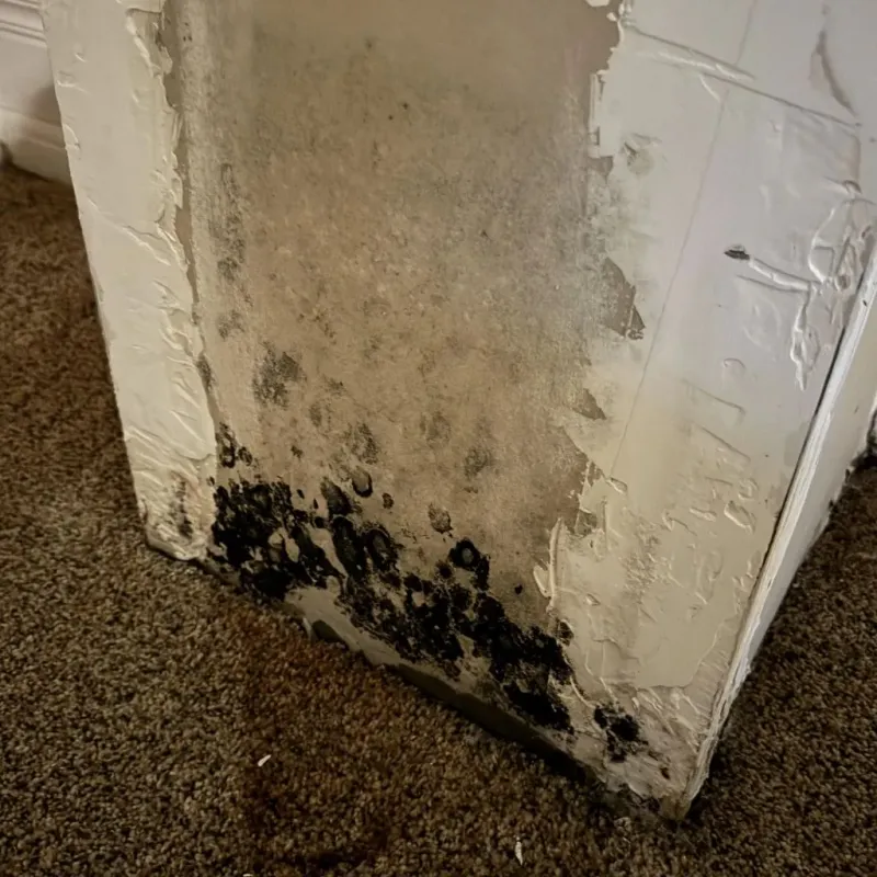 Professional Mold Removal in Tyro, NC